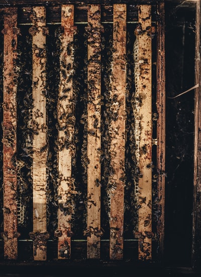 木笼里的蜜蜂